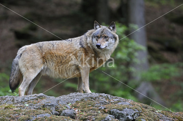 Grey Wolf (Canis lupus)