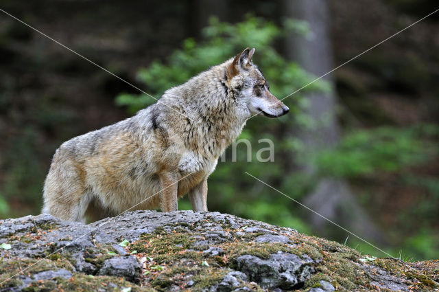 Grey Wolf (Canis lupus)