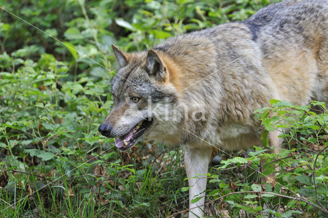 Grey Wolf (Canis lupus)