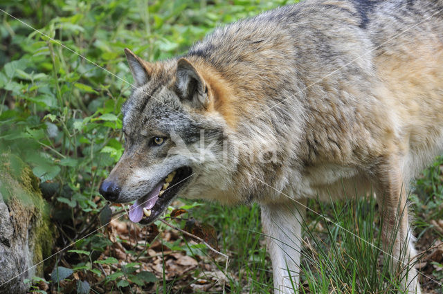 Grey Wolf (Canis lupus)