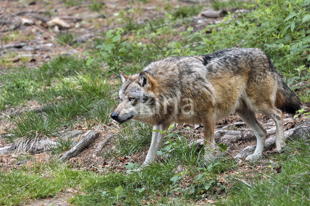 Grey Wolf (Canis lupus)