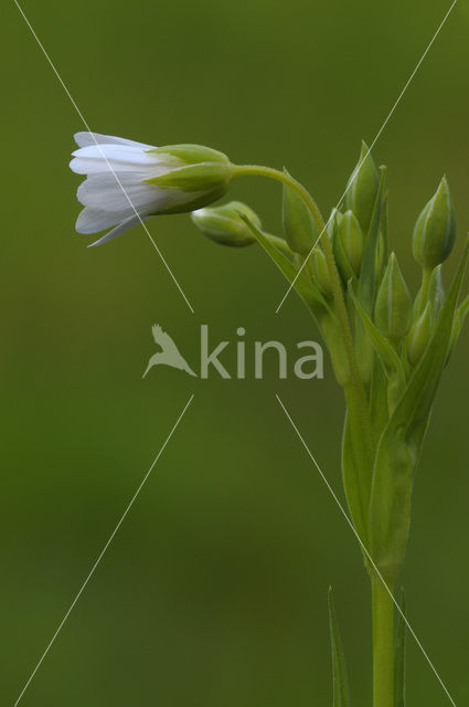 Zeegroene muur (Stellaria palustris)