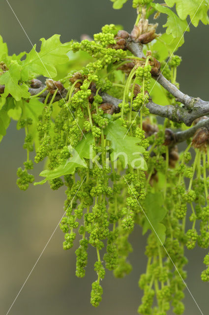 Zomereik (Quercus robur)