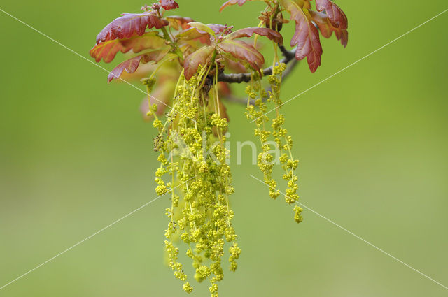 Zomereik (Quercus robur)