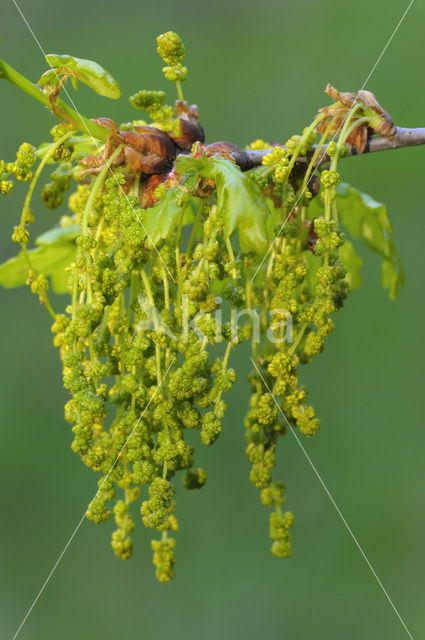 Zomereik (Quercus robur)