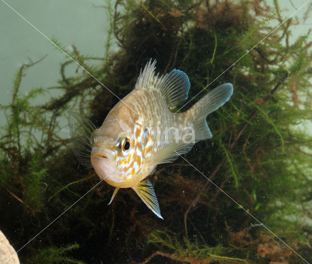 Zonnebaars (Lepomis gibbosus)