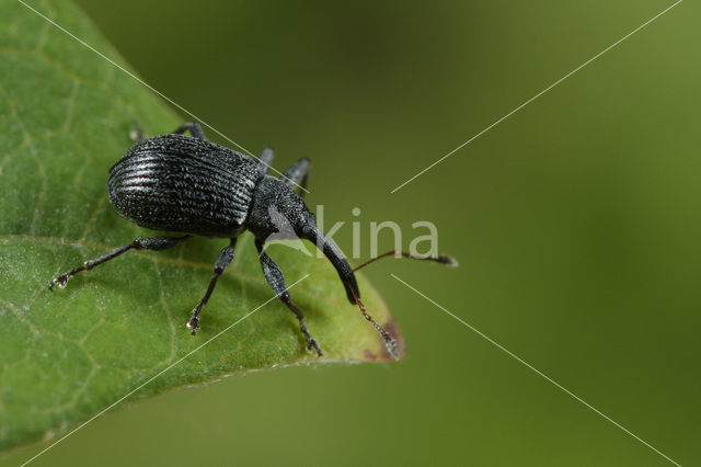 Aardbeibloesemkever (Anthonomus rubi)