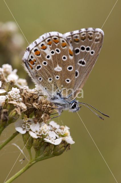 Adonisblauwtje (Polyommatus bellargus)