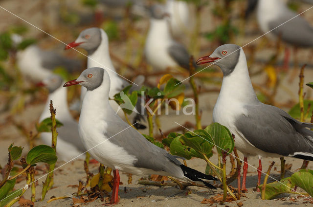 Afrikaanse Grijskopmeeuw (Larus cirrocephalus poiocephalus)