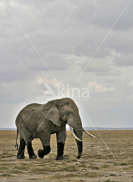 Afrikaanse olifant (Loxodonta africana)