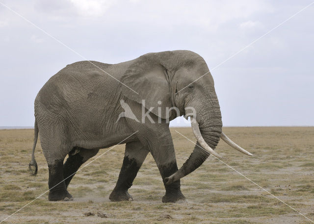 Afrikaanse olifant (Loxodonta africana)