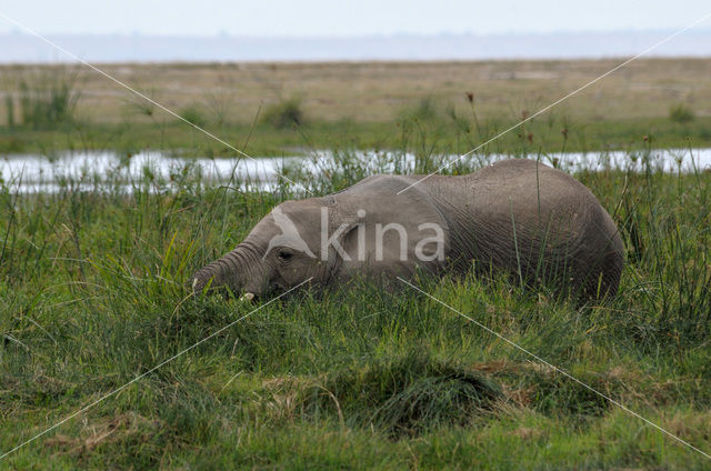 Afrikaanse olifant (Loxodonta africana)