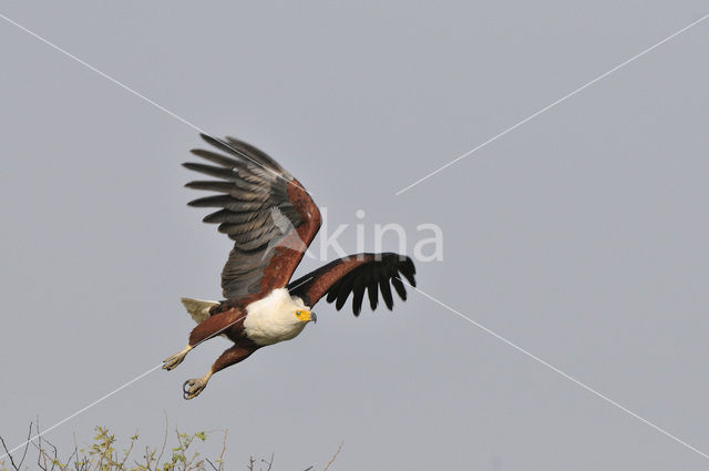 African fish eagle (Haliaeetus vocifer)