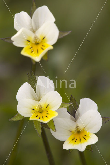 Akkerviooltje (Viola arvensis)