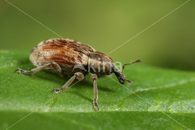 alfalfa weevil (Hypera postica)