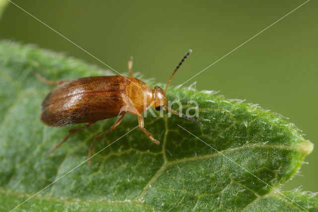 Anaspis lurida