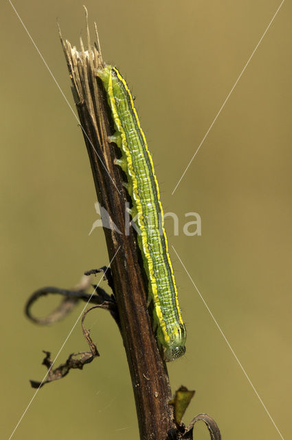 Astermonnik (Cucullia asteris)