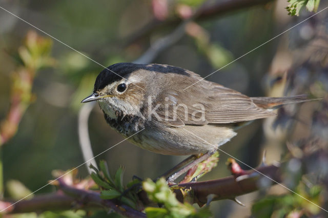 Blauwborst (Luscinia svecica)