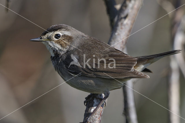 Blauwborst (Luscinia svecica)