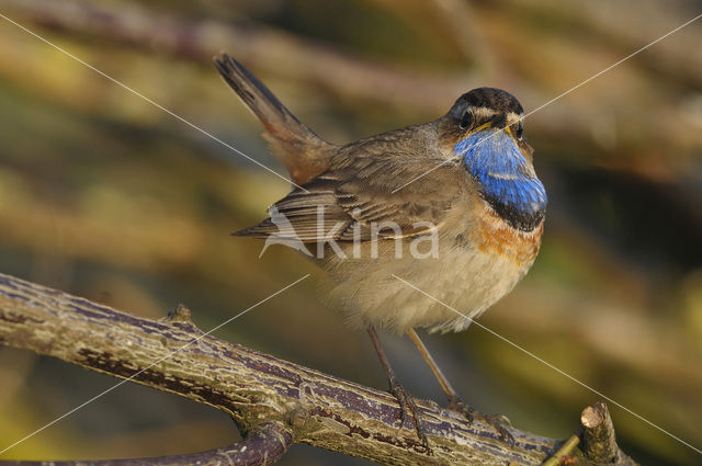 Blauwborst (Luscinia svecica)