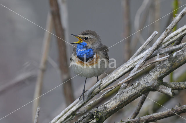 Blauwborst (Luscinia svecica)