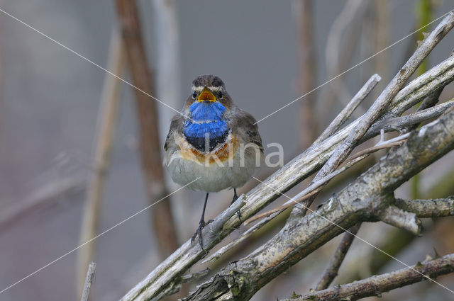 Blauwborst (Luscinia svecica)