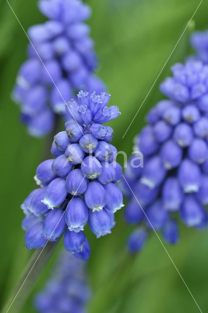 Blauwe druifjes (Muscari botryoides)