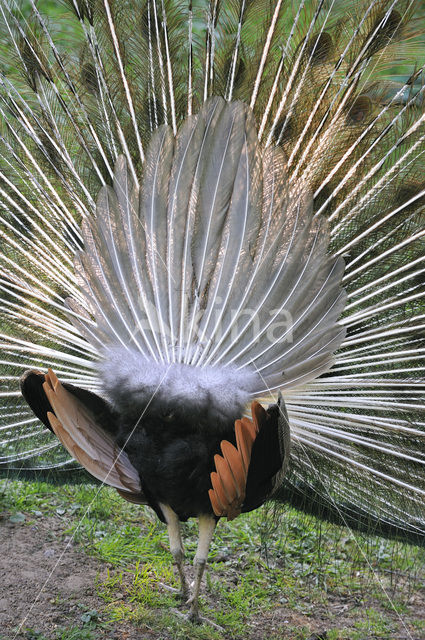 Blauwe pauw (Pavo cristatus)