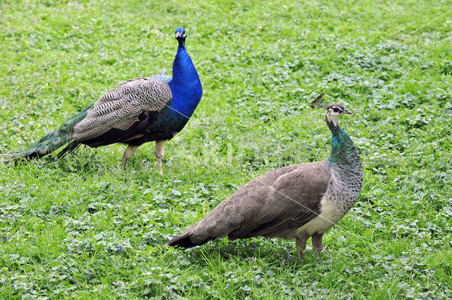 Common peafowl (Pavo cristatus)