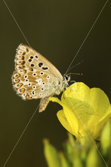 Bleek blauwtje (Polyommatus coridon)