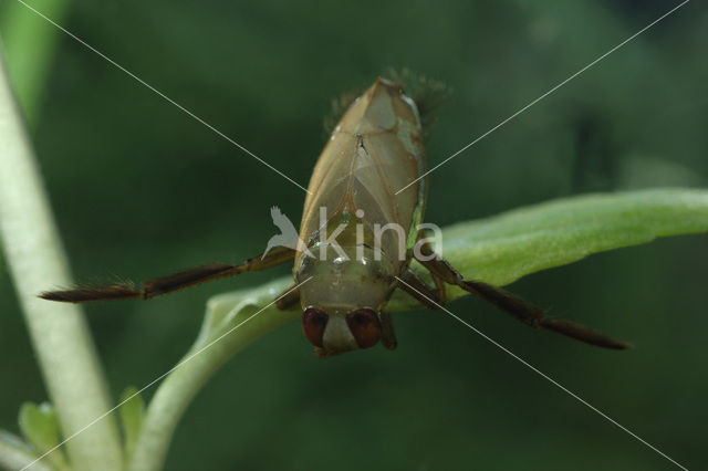 Bleek Bootsmannetje (Notonecta lutea)