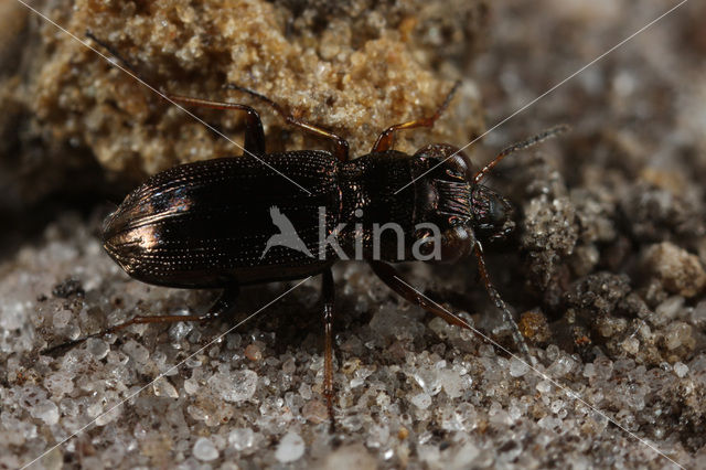 Bosspiegeltje (Notiophilus rufipes)