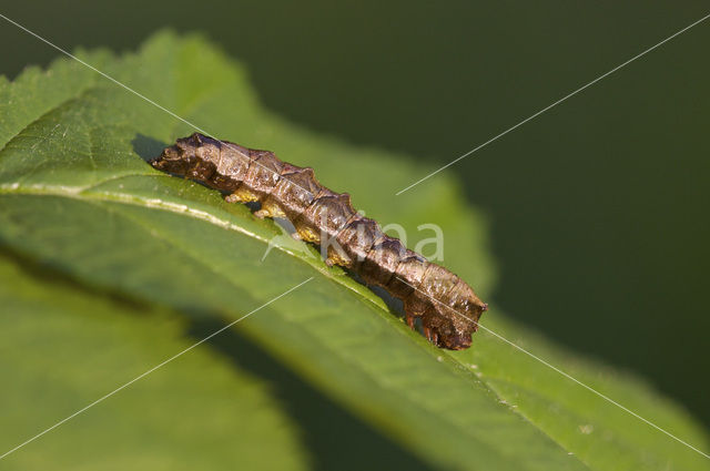 Braamvlinder (Thyatira batis)