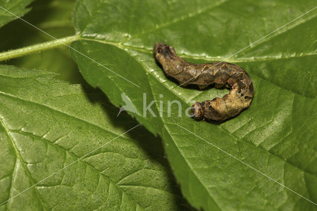 Braamvlinder (Thyatira batis)