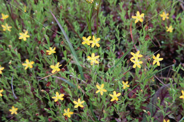 Canadees hertshooi (Hypericum canadense)