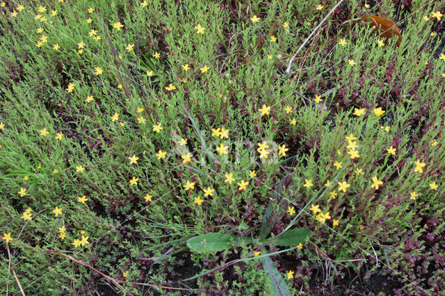 Canadees hertshooi (Hypericum canadense)