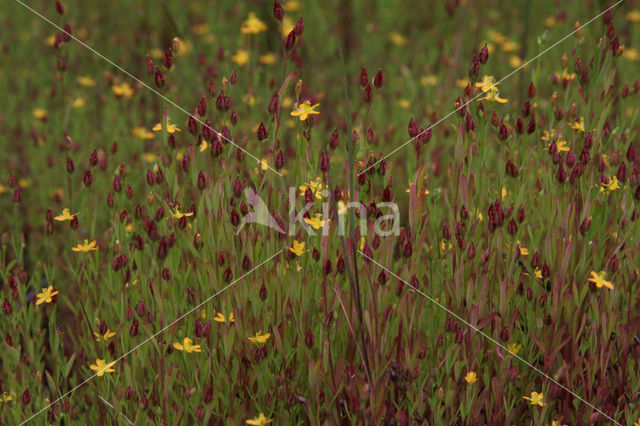 Canadees hertshooi (Hypericum canadense)