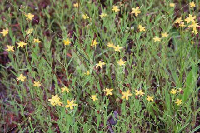 Canadees hertshooi (Hypericum canadense)