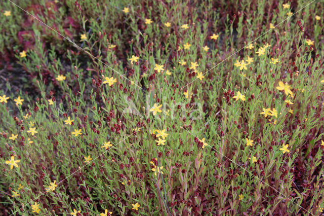 Canadees hertshooi (Hypericum canadense)