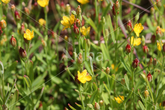 Canadees hertshooi (Hypericum canadense)