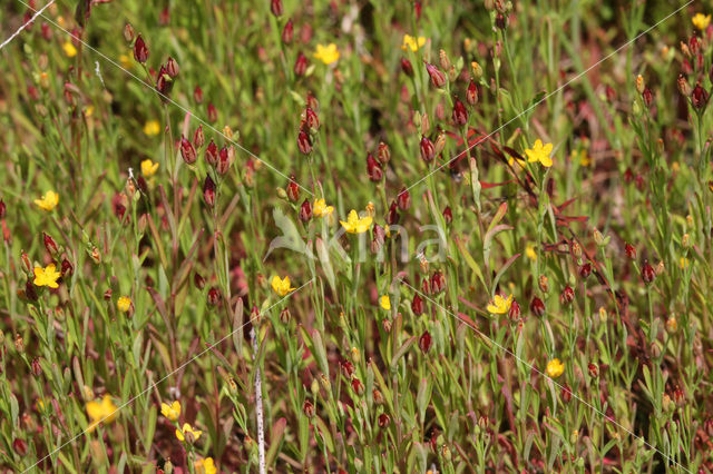 Canadees hertshooi (Hypericum canadense)