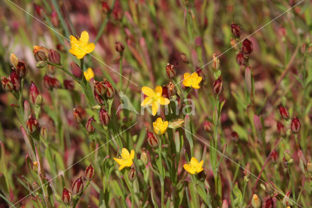 Canadees hertshooi (Hypericum canadense)