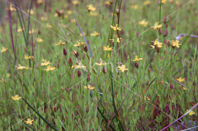 Canadees hertshooi (Hypericum canadense)