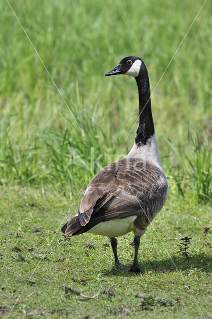 Canadese Gans (Branta canadensis)