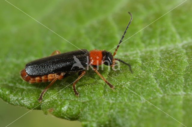 Cantharis flavilabris