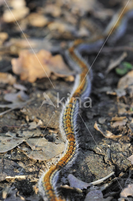 Dennenprocessierups (Thaumetopoea pityocampa)