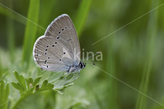 Dwergblauwtje (Cupido minimus)