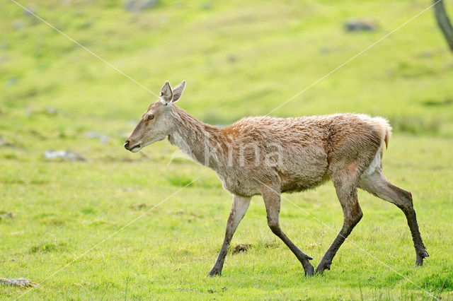 Edelhert (Cervus elaphus)