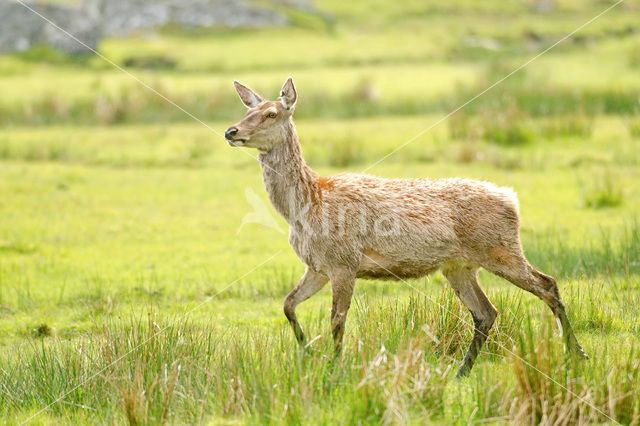 Edelhert (Cervus elaphus)