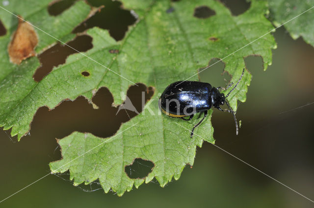 alder leaf beetle (Agelastica alni)